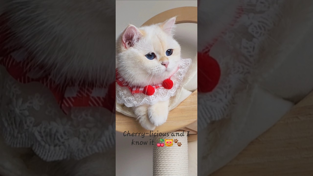 Cherry-licious and I Know It 🍒🐾😻