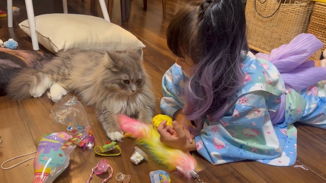 引き連れて歩く猫　サイベリアン　A cat walking around with its owner. Siberian