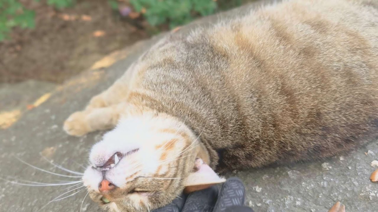 暑さでダウン!?と思いきや…激甘えモードのキジトラ猫が可愛すぎた【野良猫 地域猫】Thought She Was Down… Then Came the Cuddles [Stray cat]