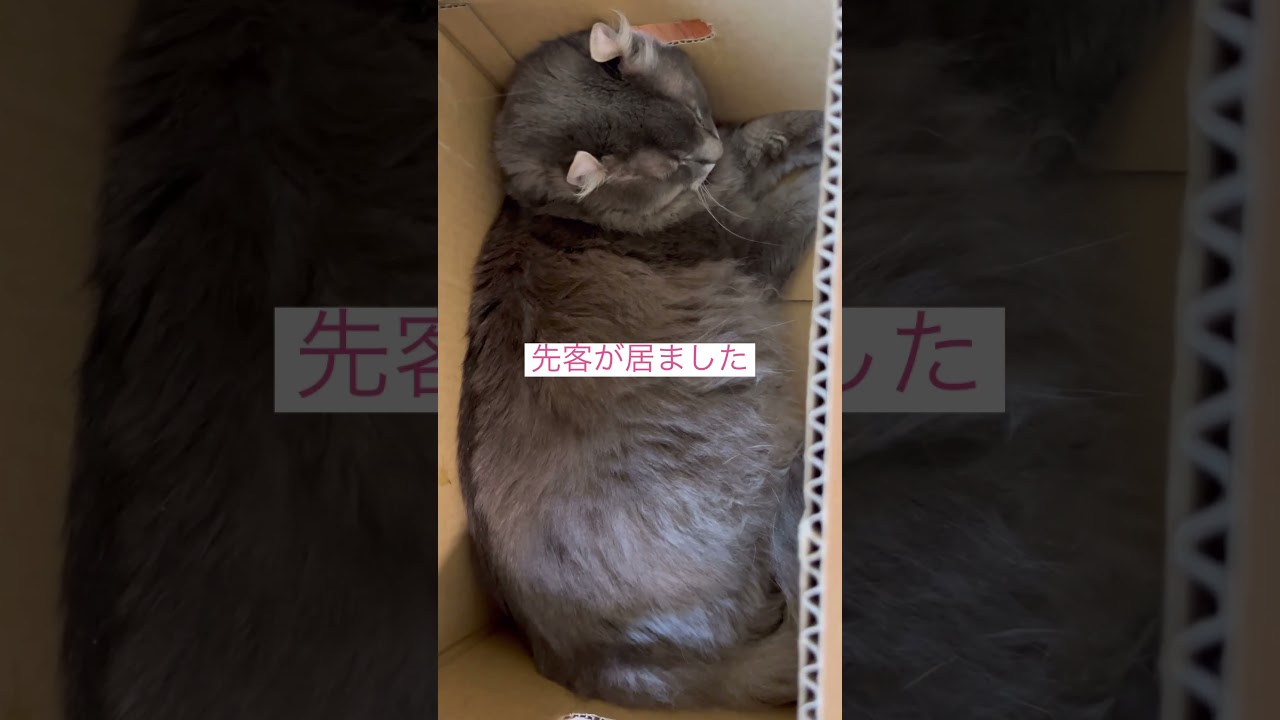 先客がいた #ねこ動画 #アメリカンカール #animallife