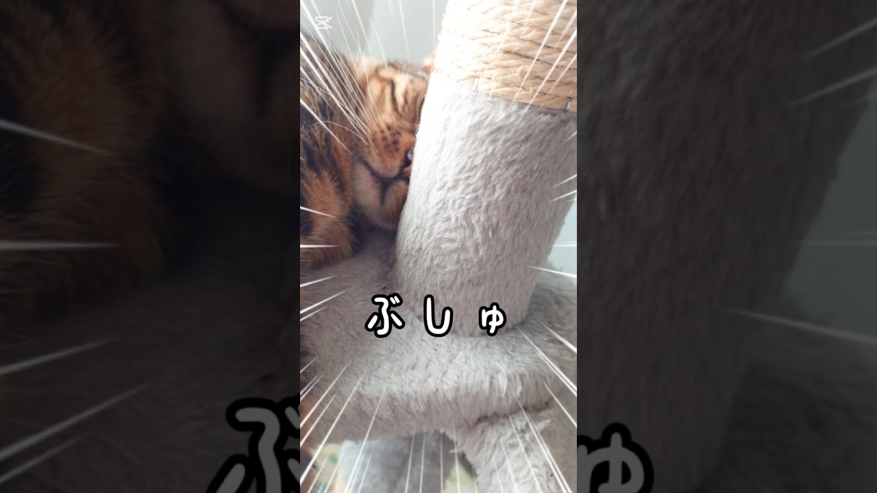 イケメン枠だもん！ #猫 #猫動画 #猫のいる暮らし #ベンガル #cat #fyp #shorts #short