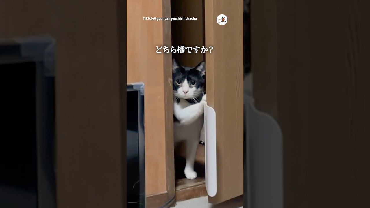 覗いてきた猫👀｜PECO