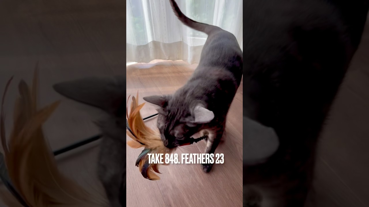 いつもの大好きな暑苦しい #猫じゃらし#猫鳴き声 #猫鳴き声大きい #egyptianmaucat #エジプシャンマウ #エジプシャンマウスモーク #エジプシャンマウの仲間たち #shorts