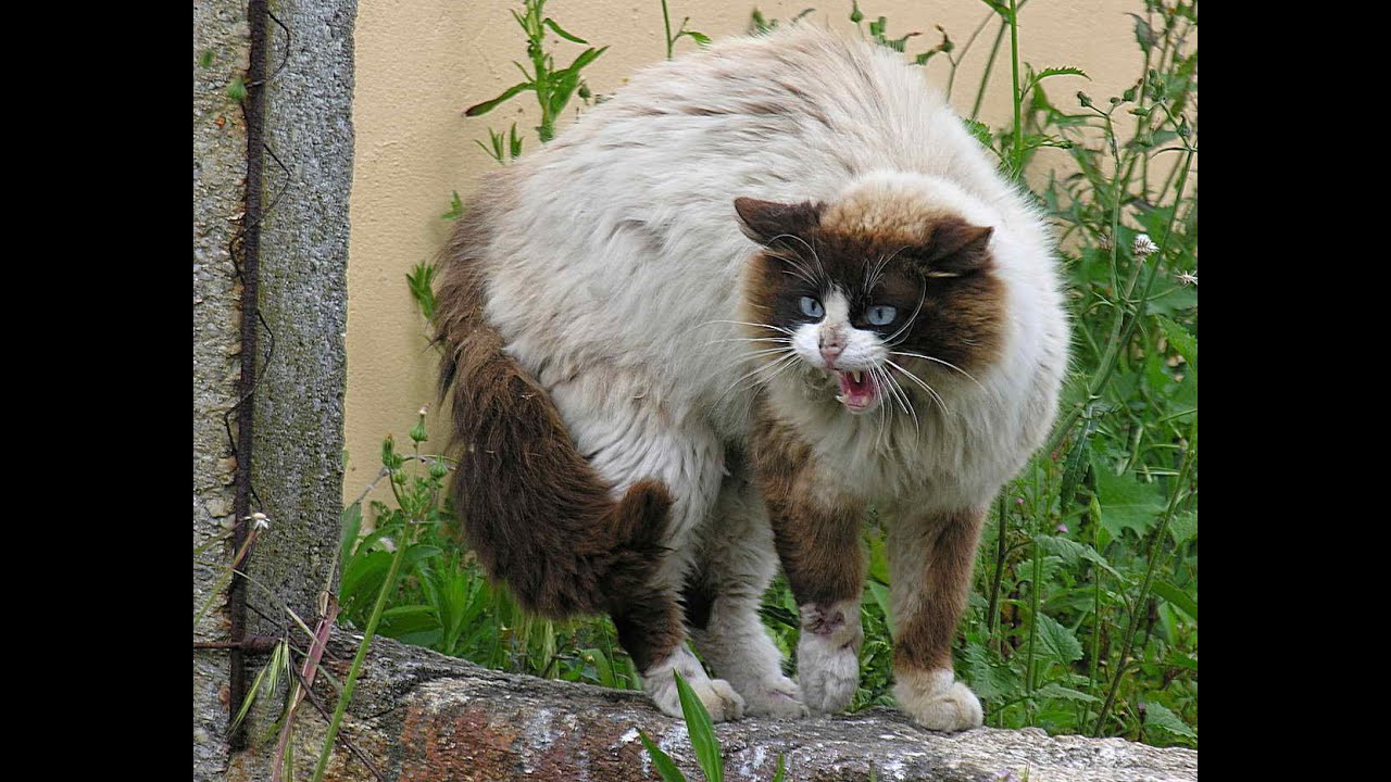Top 10 most Aggressive/Dangerous Cat Breeds in the World -  Top Ten Stuffs