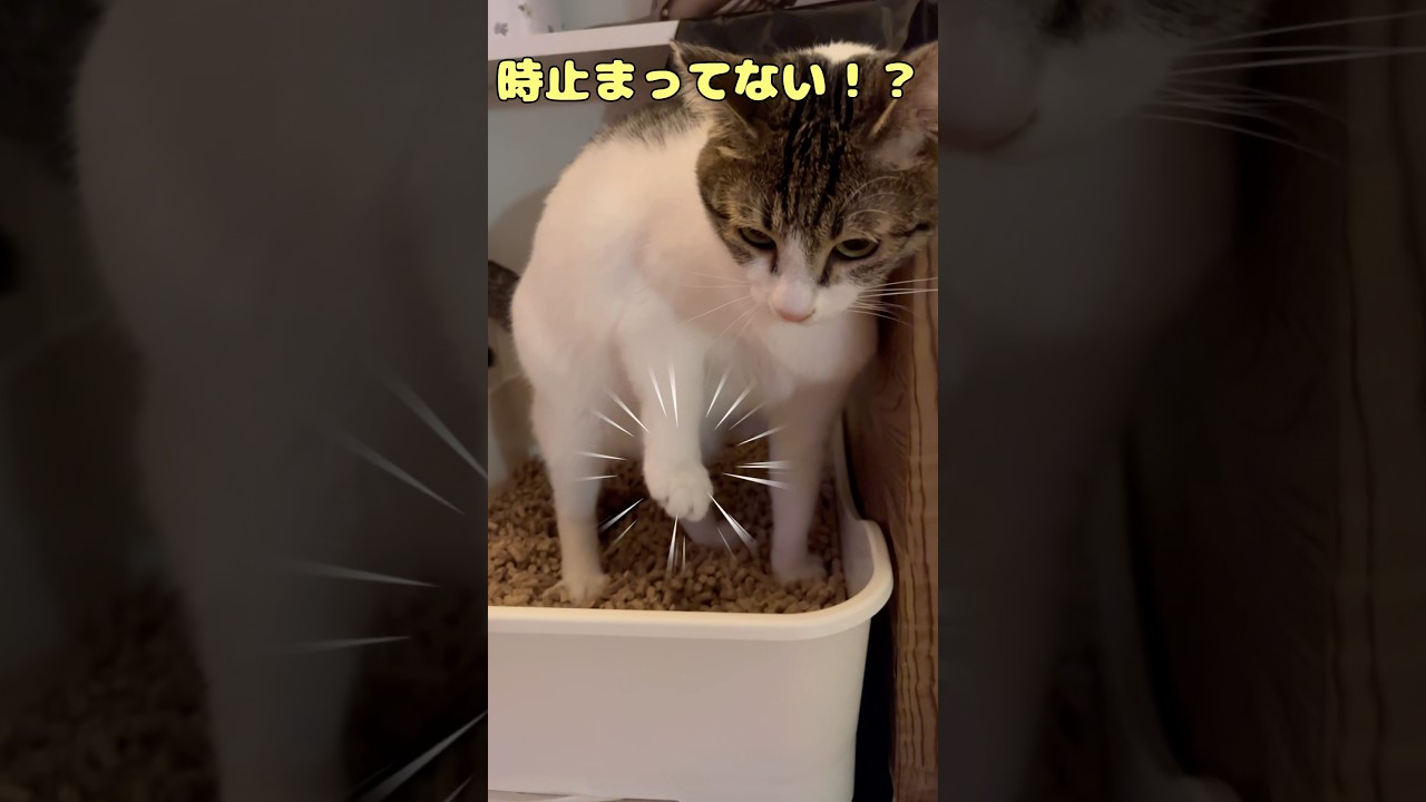 【保護猫】クセがすごい！猫のうんち