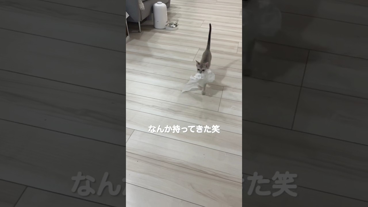 犬みたいな子猫が可愛すぎたw #シンガプーラ #cat #子ネコ #猫のいる暮らし #好きな子猫 #shorts