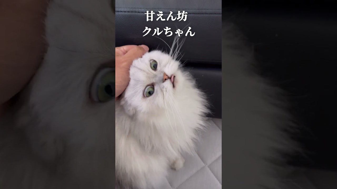 撫でられすぎる猫【ペルシャ】#ペルシャ #ステクル #shorts #猫動画