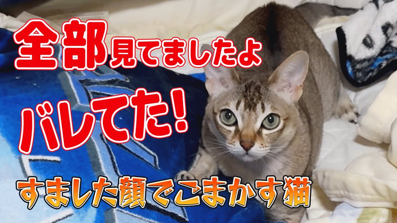 【シンガプーラ】バレてた！すました顔でごまかす猫🐾全部みてましたよ！セラ社長（Singapura / シンガプーラー）💤 年中ふかふかスポットを探すプロ😽 甘えん坊だけど気まぐれな自由人