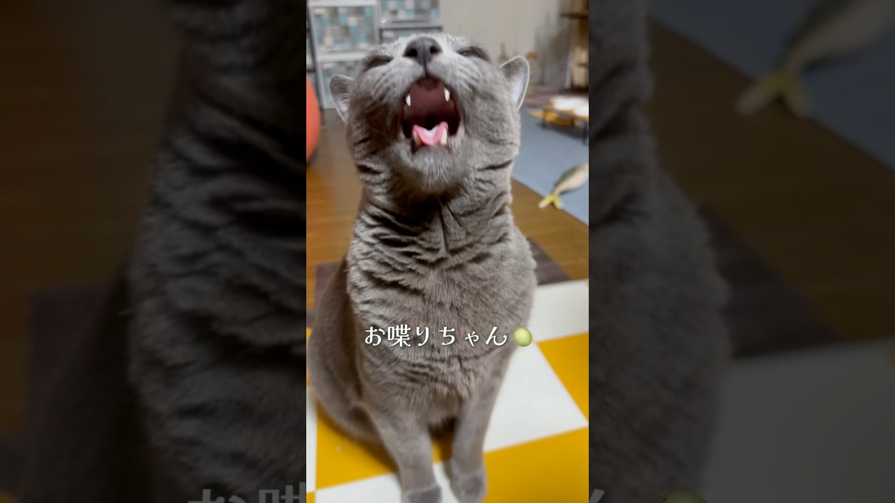 【ロシアンブルー】めろんは夜もおしゃべりです🤭【猫】#shorts