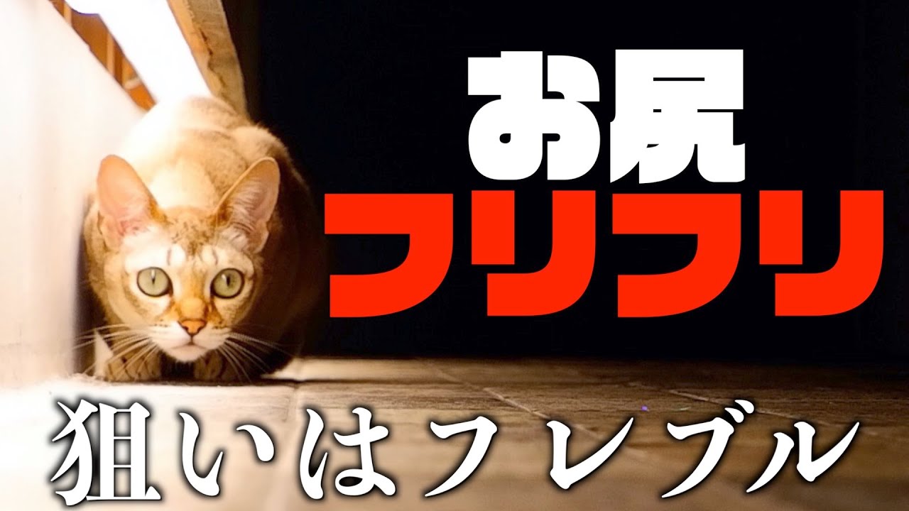 【お尻ふりふり】猫が獲物を狙う動画【シンガプーラ】
