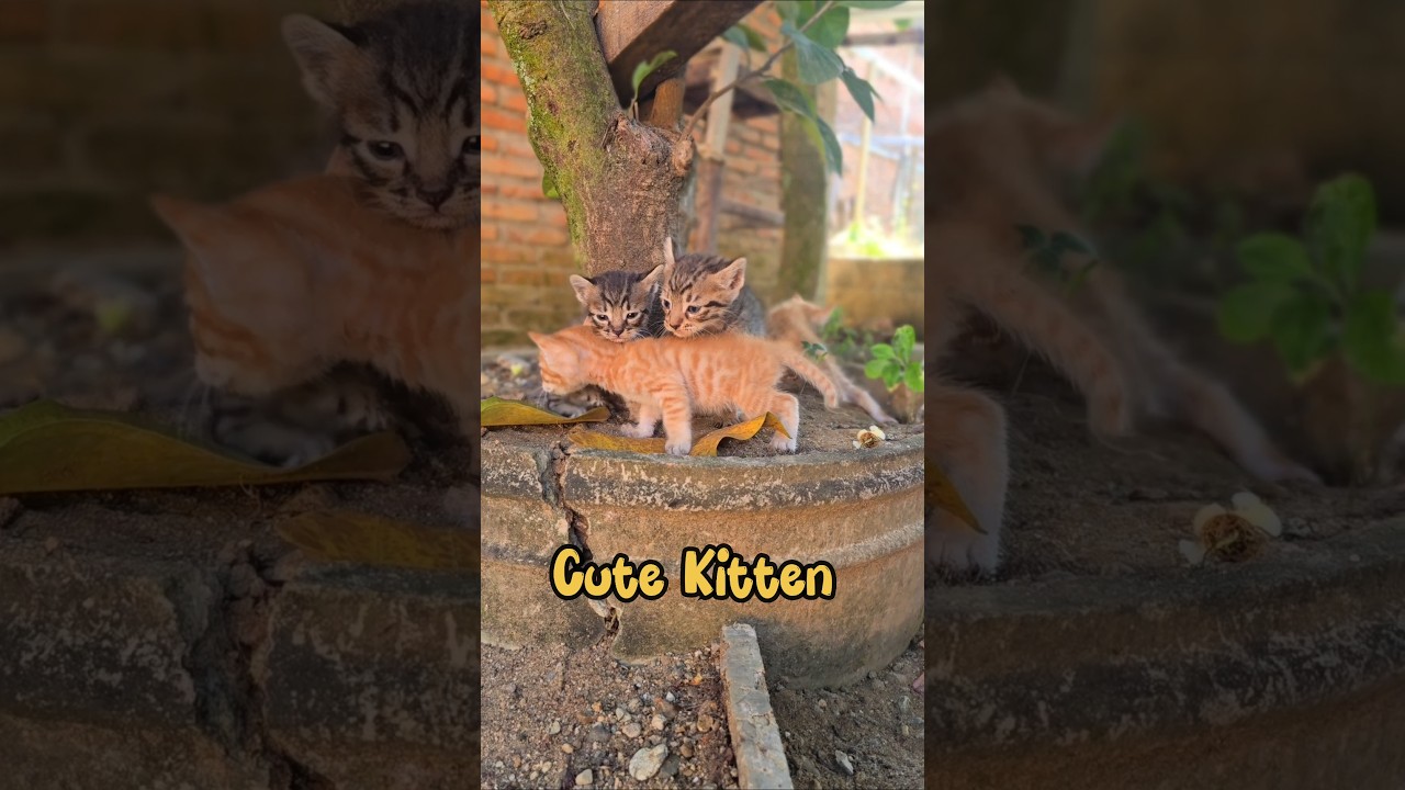 Cute Kitten #meow #fun #funny #funntcat #kitten #kitty
