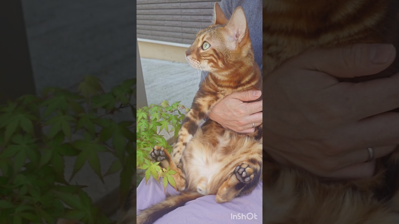 【夏の匂い、 healing】ベンガル猫と夏の風を堪能　 #猫のいる暮らし #cat #ねこ #猫のいる生活 #保護猫 #ベンガル #多頭飼育 #youtube #shorts