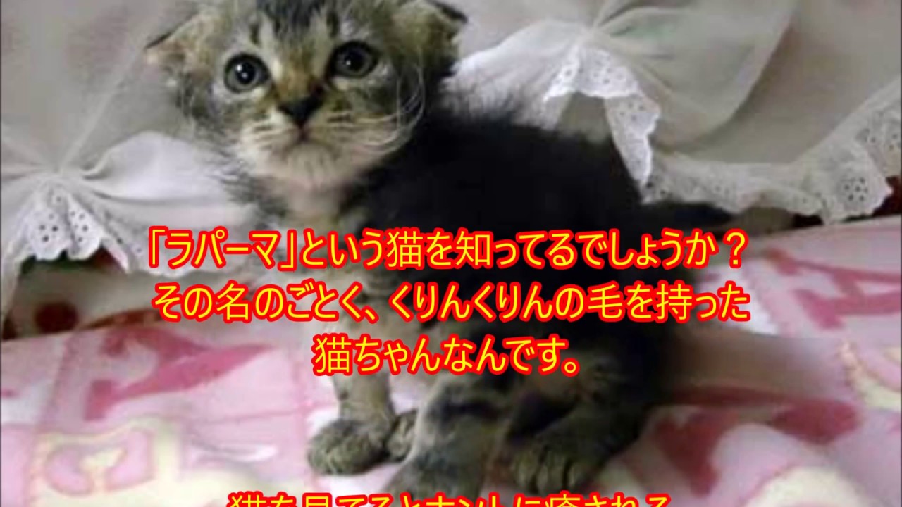 くりんくりんの毛を持つ 「ラパーマ」という猫がめちゃカワイイ！