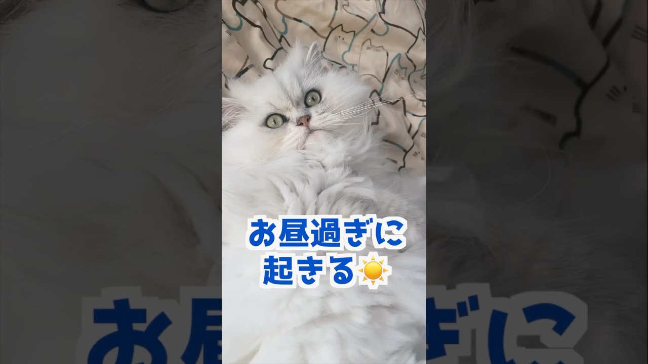 眠くなったら寝る❗️ぎんちゃん編#ペルシャ猫 #cat #猫好きさんと繋がりたい #猫