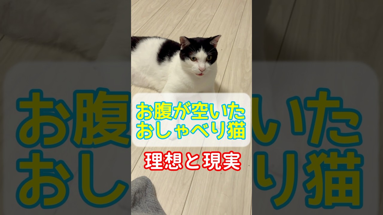 お腹が空いたおしゃべり猫｜理想と現実　#cat #おしゃべり猫 #猫のいる暮らし