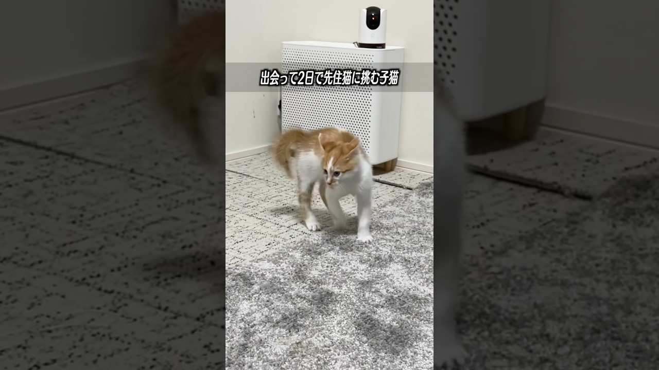 出会って2日で先住猫に挑む子猫    #猫 #cat  #shorts