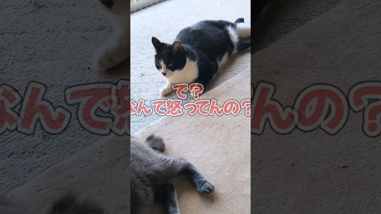 毛布洗いました( ΦωΦ )#shorts#ハチワレ#コラット#オシッコ