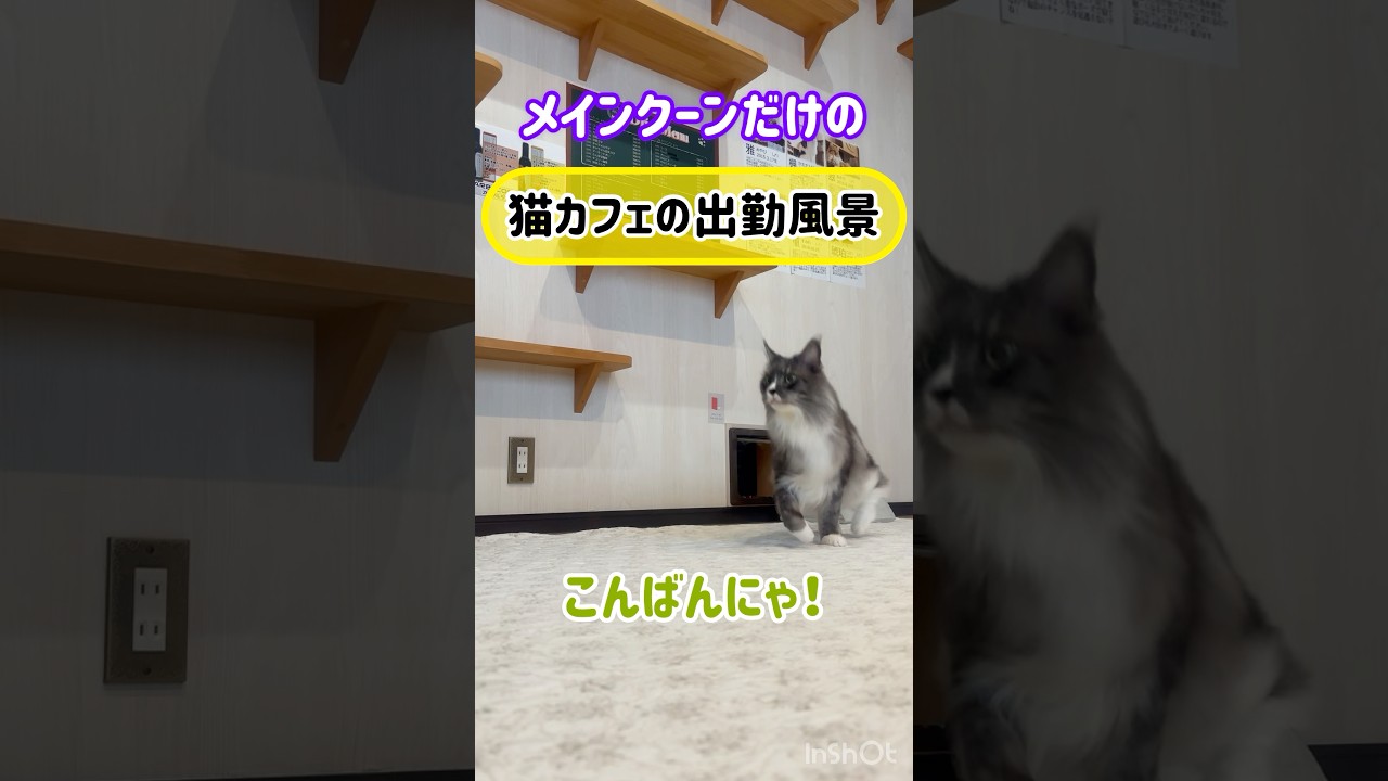 メインクーンだけの【猫カフェの出勤風景】#cat #cooncat #mainecat #もふもふ