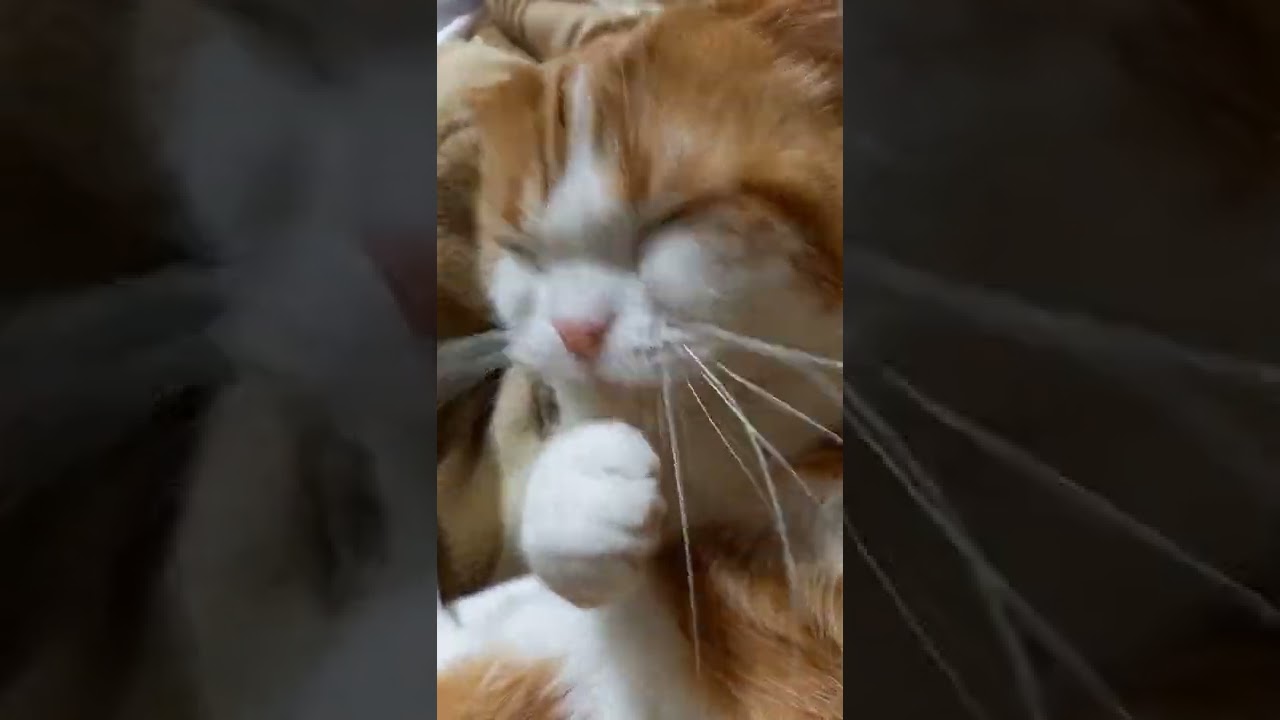 😼まるお👅ペロリンチョ😋 スコティッシュフォールド