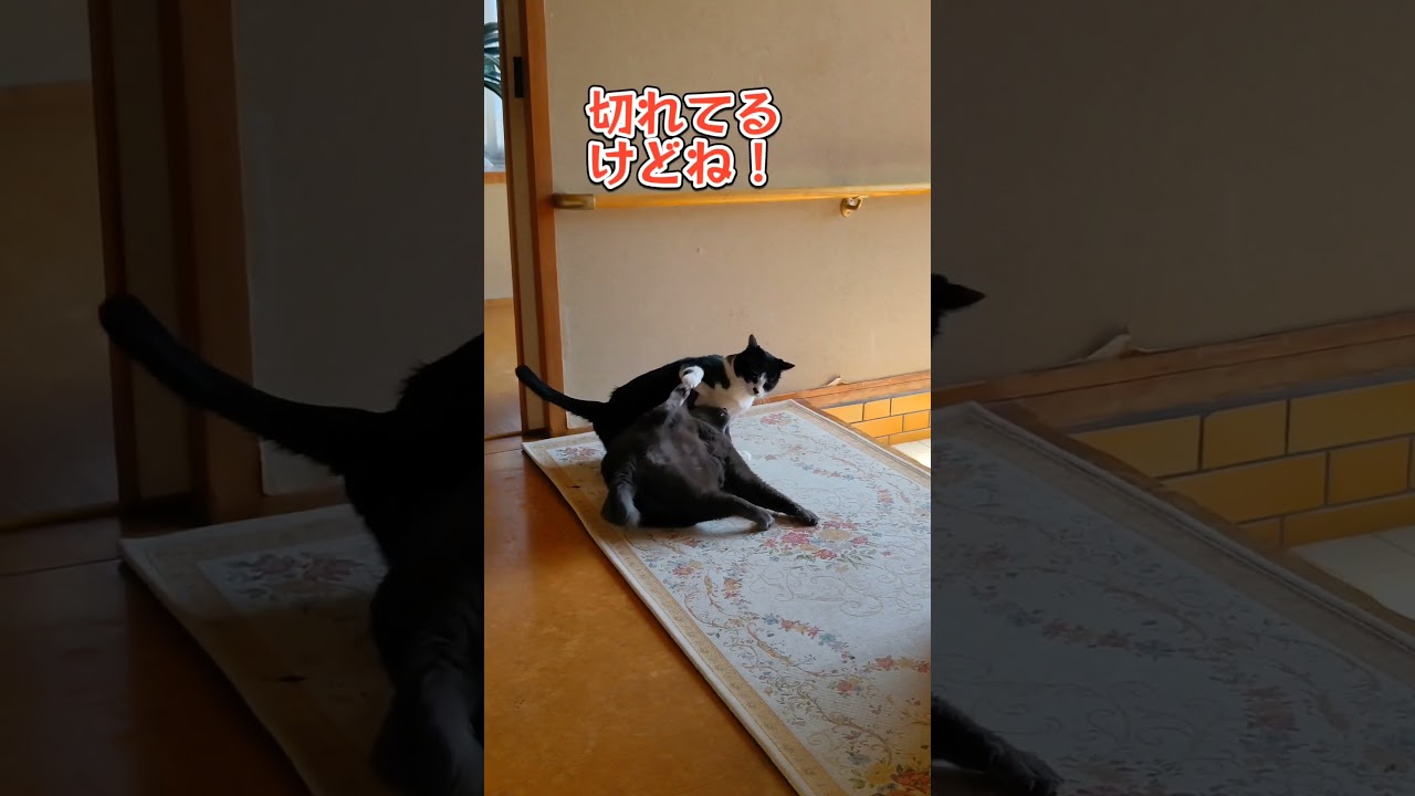 手が閉じない🙀#shorts#ハチワレ#コラット#おデブ