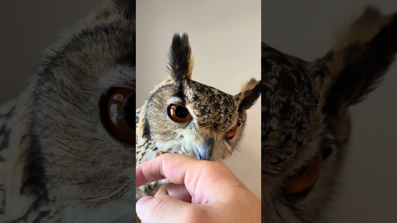 本日のふー Foo of the day 【ベンガルワシミミズク】 #owl #birds #フクロウ #animals #cute #wildlife #pets #funny