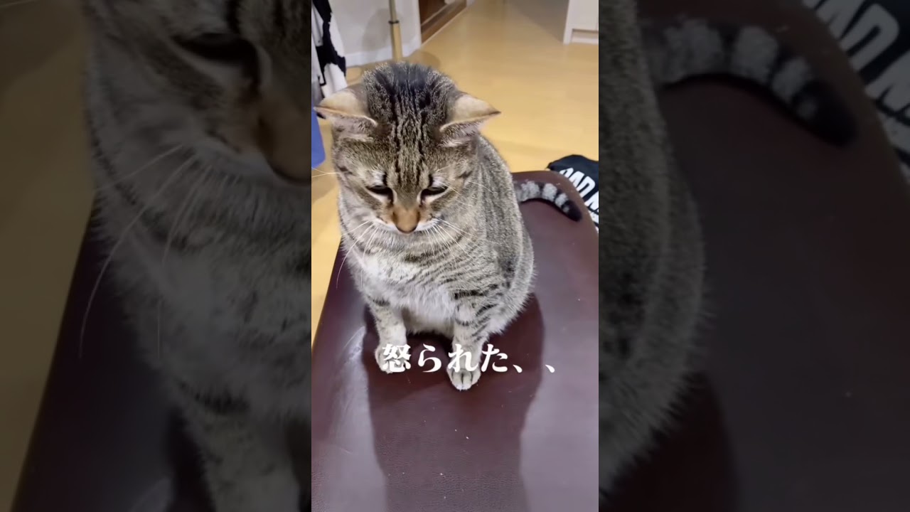 #shorts #エジプシャンマウ #猫 #cat #猫好きさんと繋がりたい #ねこのいる生活 #プライベート #sheepshead #高校生バンド  #青春 #band #邦ロック