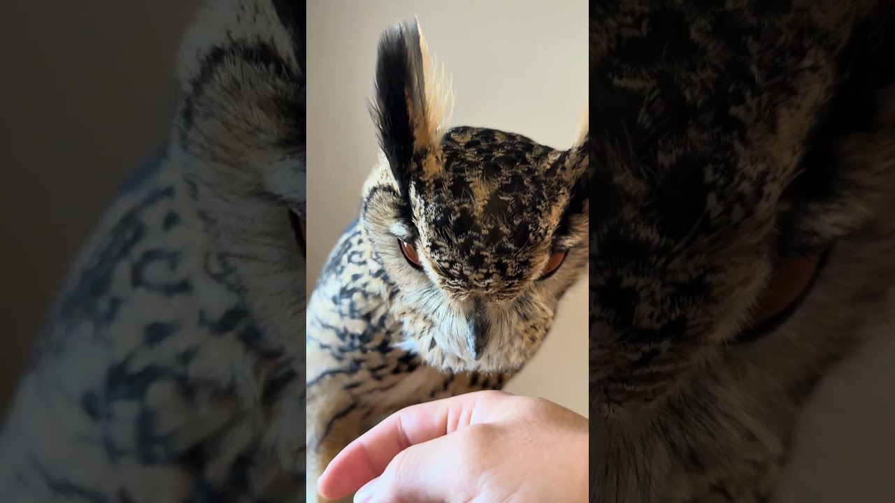 本日のふー Foo of the day 【ベンガルワシミミズク】 #owl #フクロウ #birds #animals #cute #wildlife #pets #funny