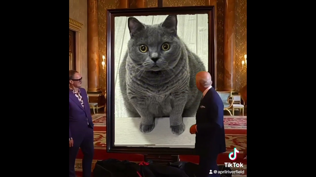 シャルトリューはおフランスのお猫（でもバリバリ静岡県出身） #シャルトリュー #猫のいる暮らし #猫好きさんと繋がりたい #丸猫 #にゃんこ #cat #猫 #ねこ