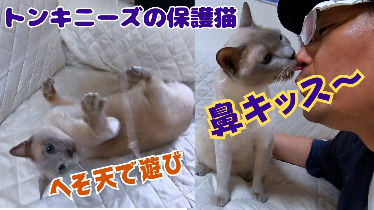 多頭飼育崩壊から来たトンキニーズ膝乗りの甘えん坊がやんちゃに大暴れ（保護猫カフェキャットスペース）中崎町Tonkinese rescued from overcrowding