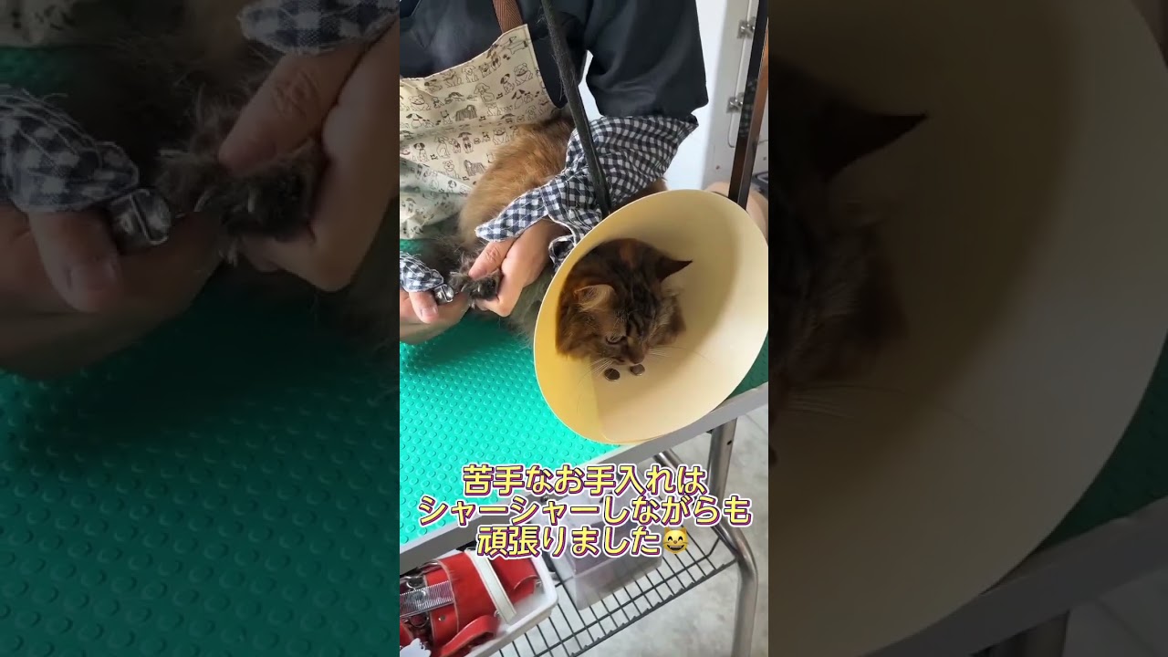 トリミングコースご利用☆彡サイベリアン　ティグちゃん #猫のいる暮らし #cat #長毛