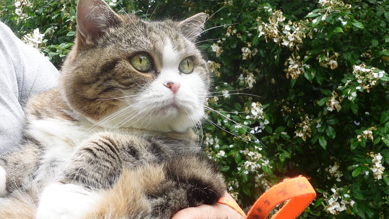 抱っこでノイバラを見に来たらイヤイヤしちゃったねこ。-Maru came to see the Multiflora Rose by holding in my arms.-