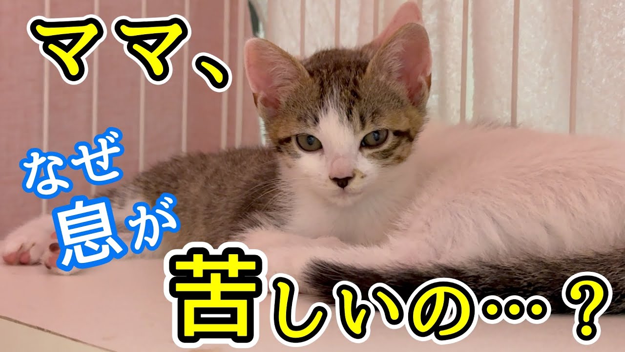 保護子猫が苦しげに横たわる姿に胸が痛む…そして、鳴き続ける母猫と兄妹2匹の卒業