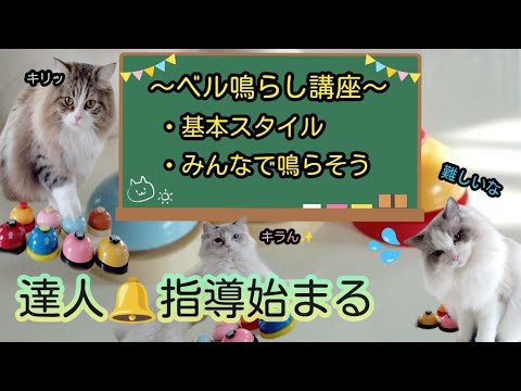 【ラガマフィン】達人によるベル鳴らし講座【ラグドール】