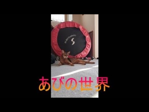 ネコ動画あび＃5124　あびの毎日　アビシニアン　あび