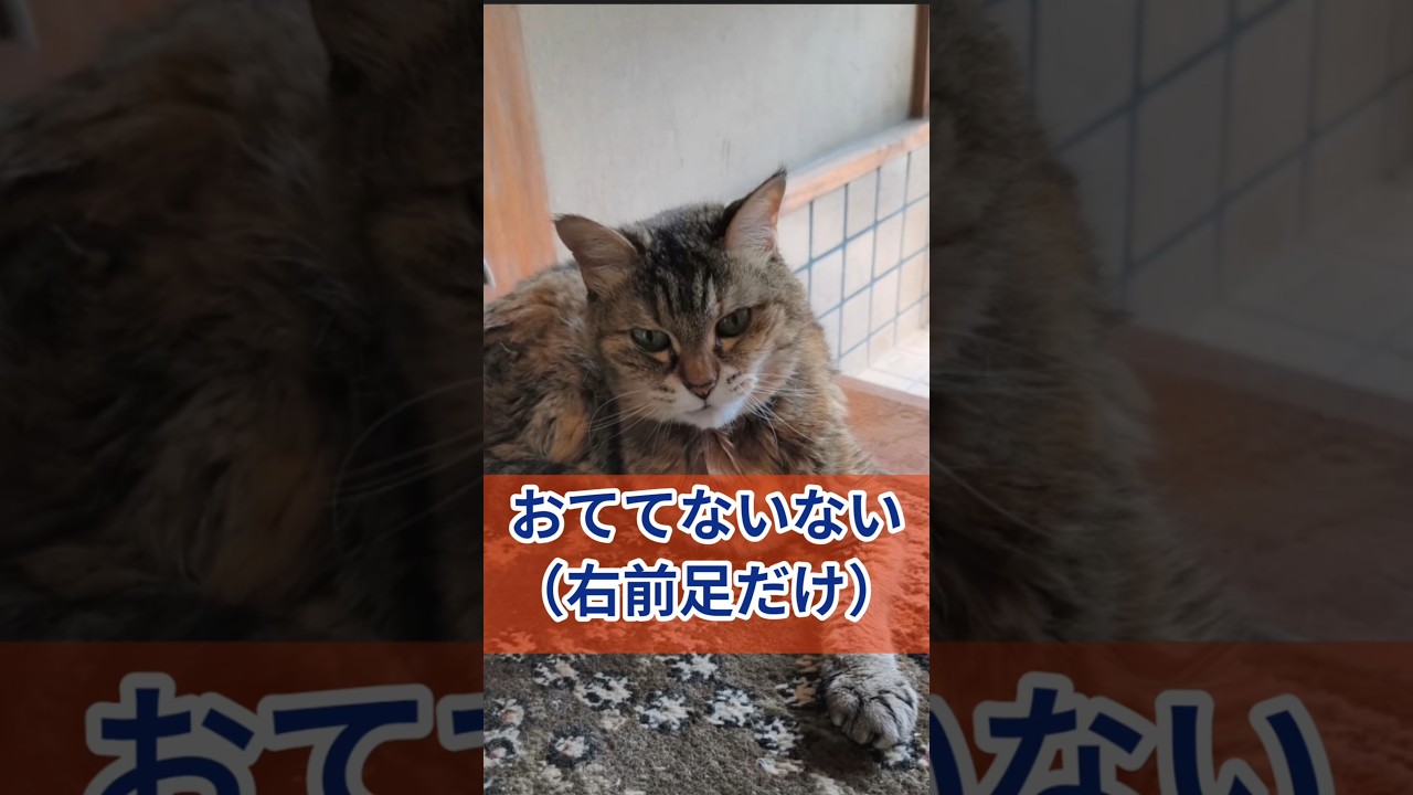おててないない（右前足だけ）　#ねこ #ネコ #猫  #ねこのきもち