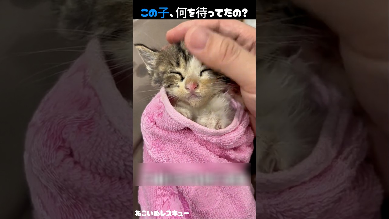 私を選んだ子猫
