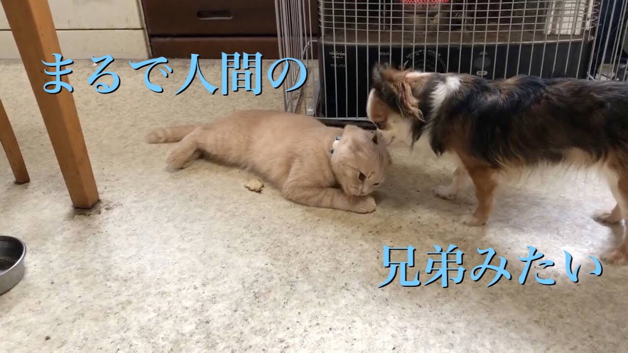人気犬種チワワと人気猫種スコティッシュフォールドを飼ったらまるで人間の兄弟みたいな行動をしました【チワワ スコティッシュフォールド】