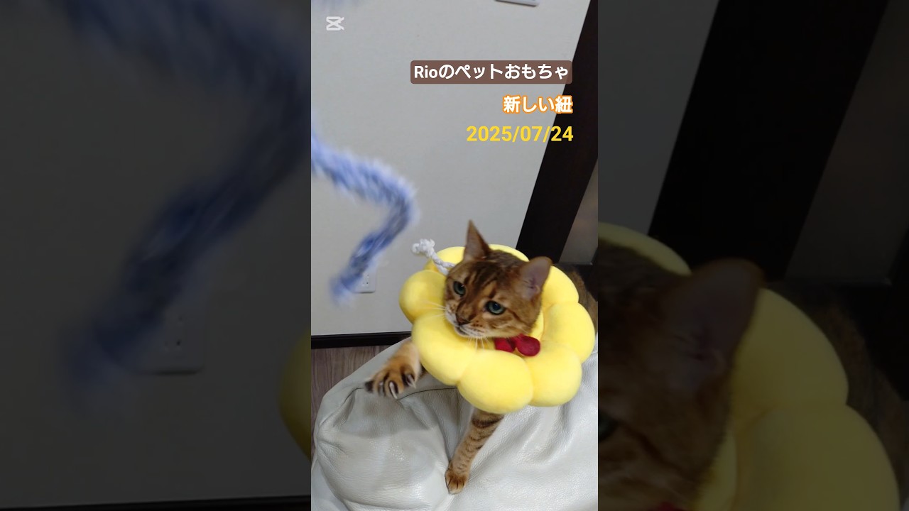 【ペットのおもちゃ】新しい紐　#グルーミング #治療中 #猫 #cat #ベンガル #三毛猫 #猫のいる暮らし #猫好きさんと繋がりたい #ハンドメイド #手作り #Rioのペットおもちゃ
