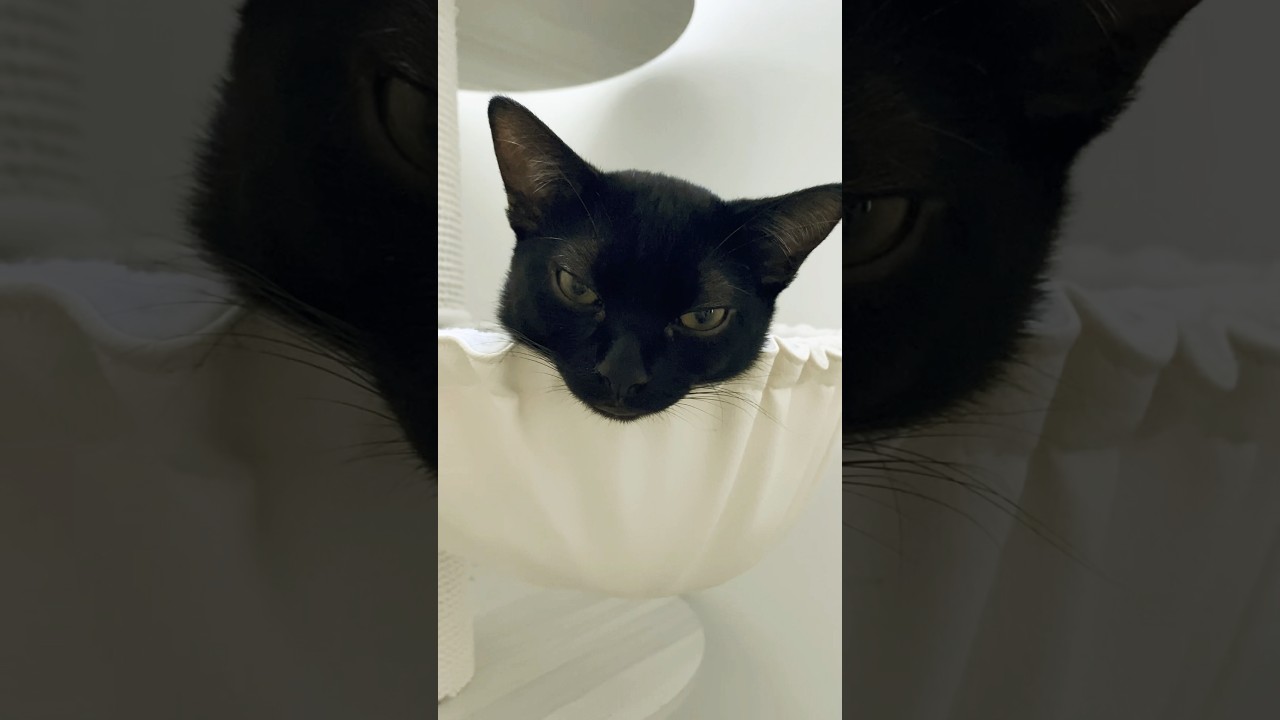 首だけ子猫　#黒猫 #ボンベイ #猫 #cat #bombay #猫のいる暮らし #猫のいる生活 #ねこ #ねこ動画 #ネコ