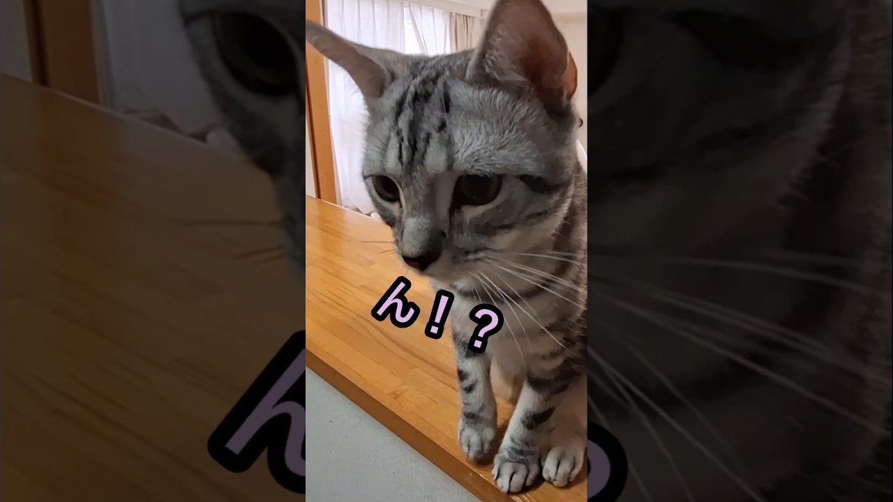 ｢#アメショ の男の子 キリアンの日常 ご飯くれるおばちゃん｣#short  #アメリカンショートヘアー#cat #ねこ #猫のいる暮らし