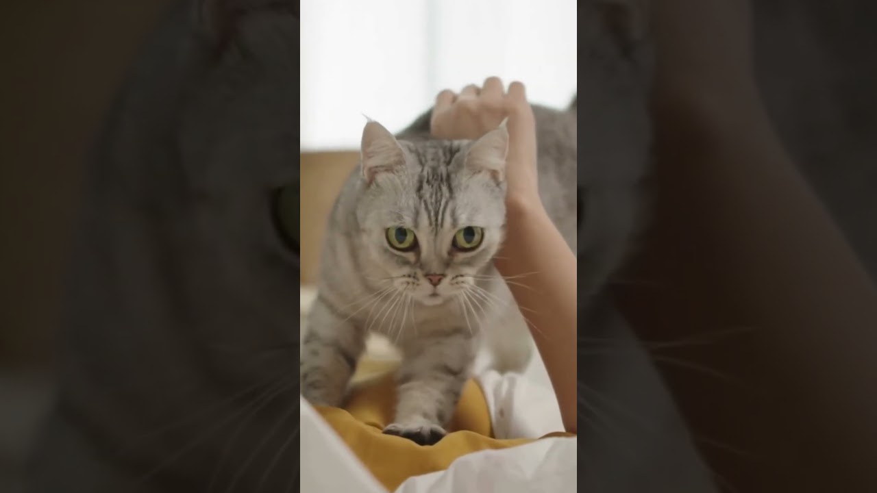 Curiosidades sobre os gatos #curiosidades #gatos