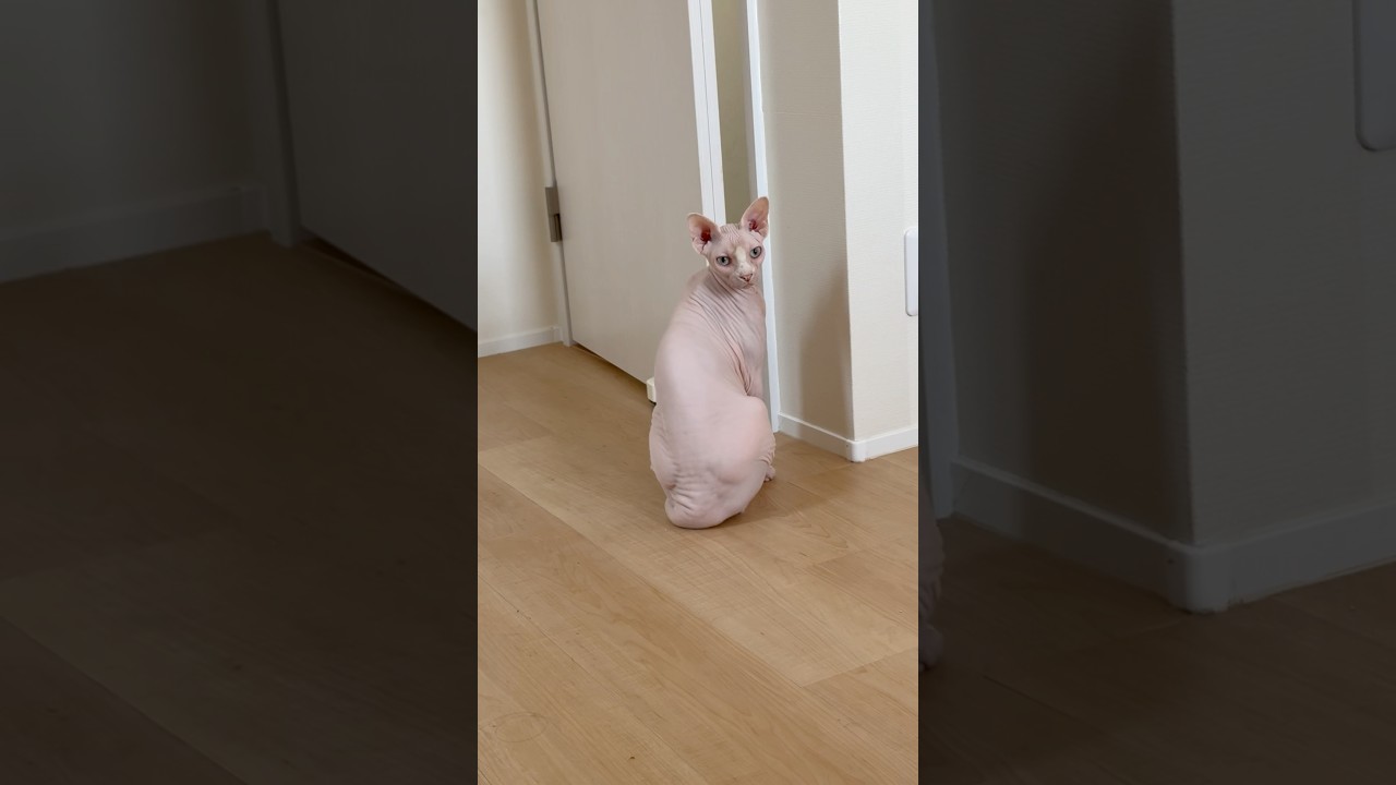 ドアの隙間を見つめる毛のない猫【スフィンクス】