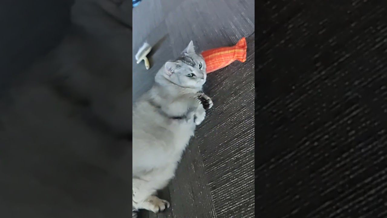 今朝の短足マンチカン#キュルガ#マンチカン#猫#子猫 #ねこのいる生活