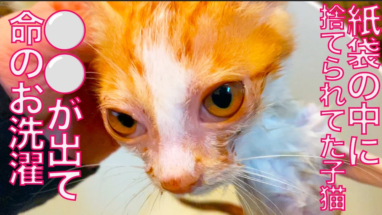 紙袋の中に捨てられてた子猫、何かが出て命の洗濯 Shampooing the abandoned kitty