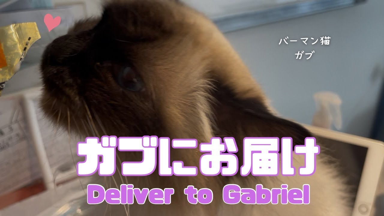 バーマン猫ウリとラフとガブ【ガブにお届け】Deliver to Gabriel（バーマン猫）Birman/Cat