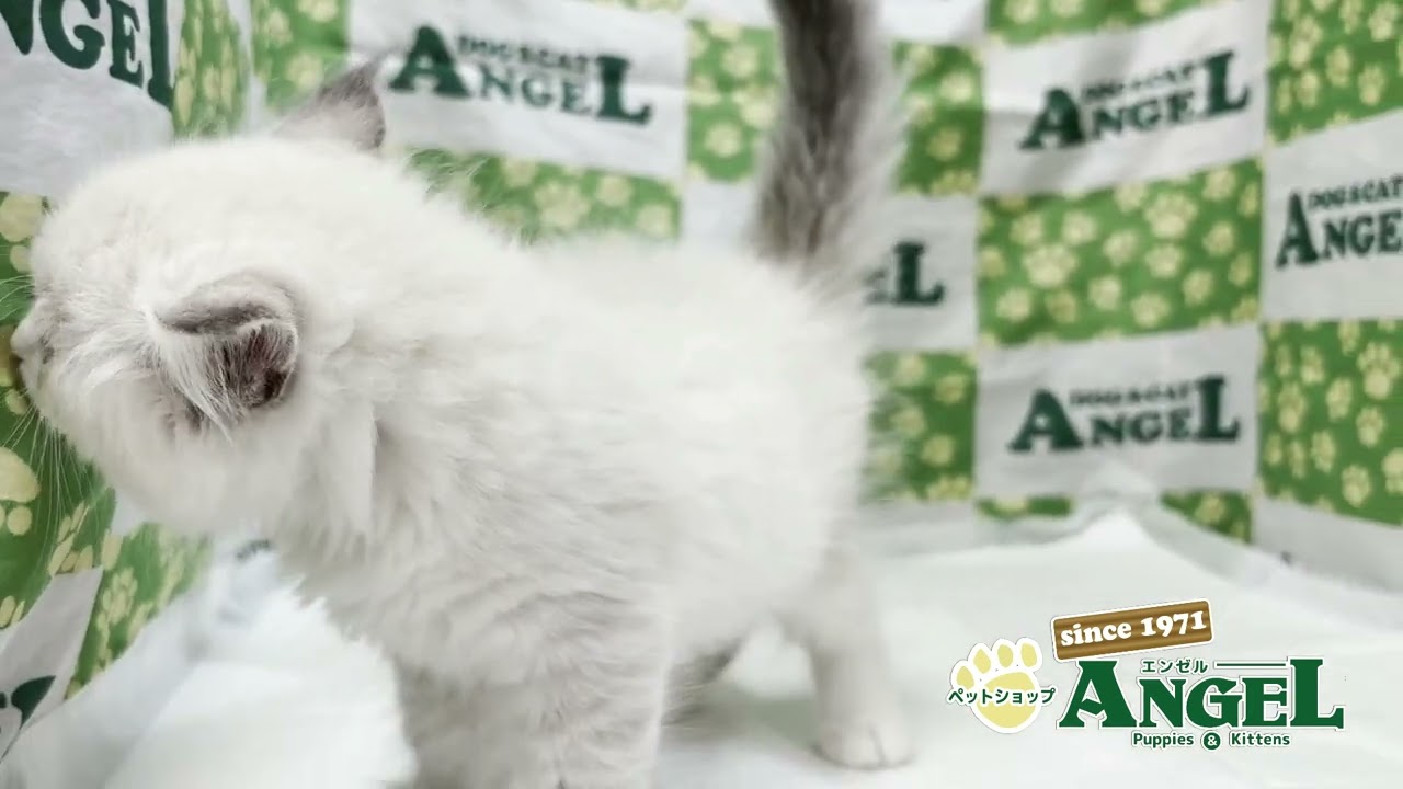 ラグドール 2507044 【ペットショップエンゼル　子犬・子猫販売】