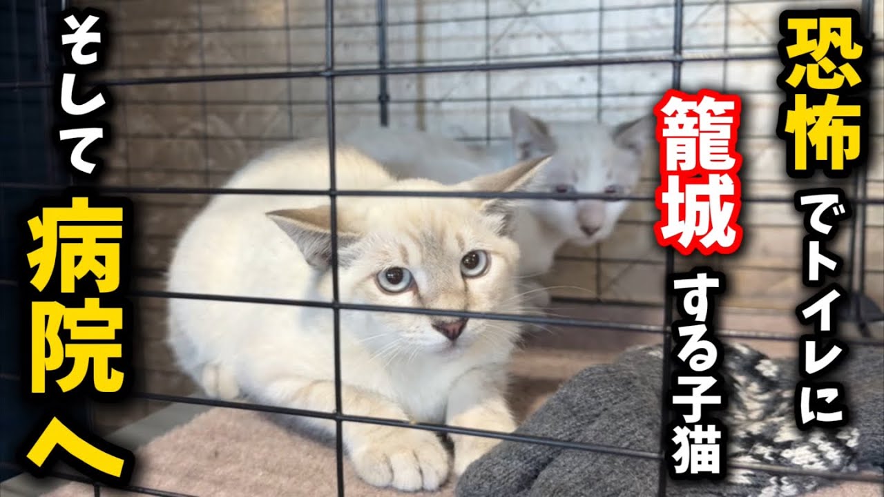恐怖で固まる子猫を病院に連れていった結果…