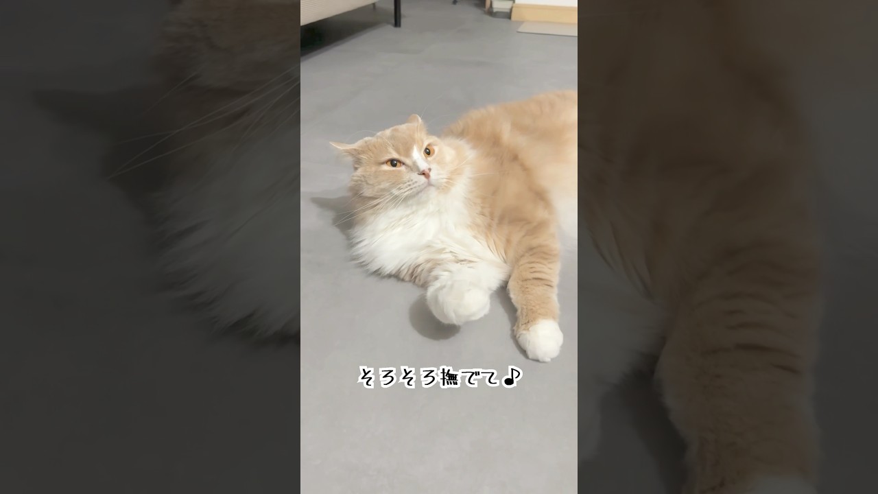 ダラダラもふもふ猫のルーティン🐱ぺろぺろ　#cat #ねこ #サイベリアン #Siberian #猫好きさんと繋がりたい #今日のもうふ #猫のいる暮らし #猫動画 #癒し #眠い猫 #可愛い猫
