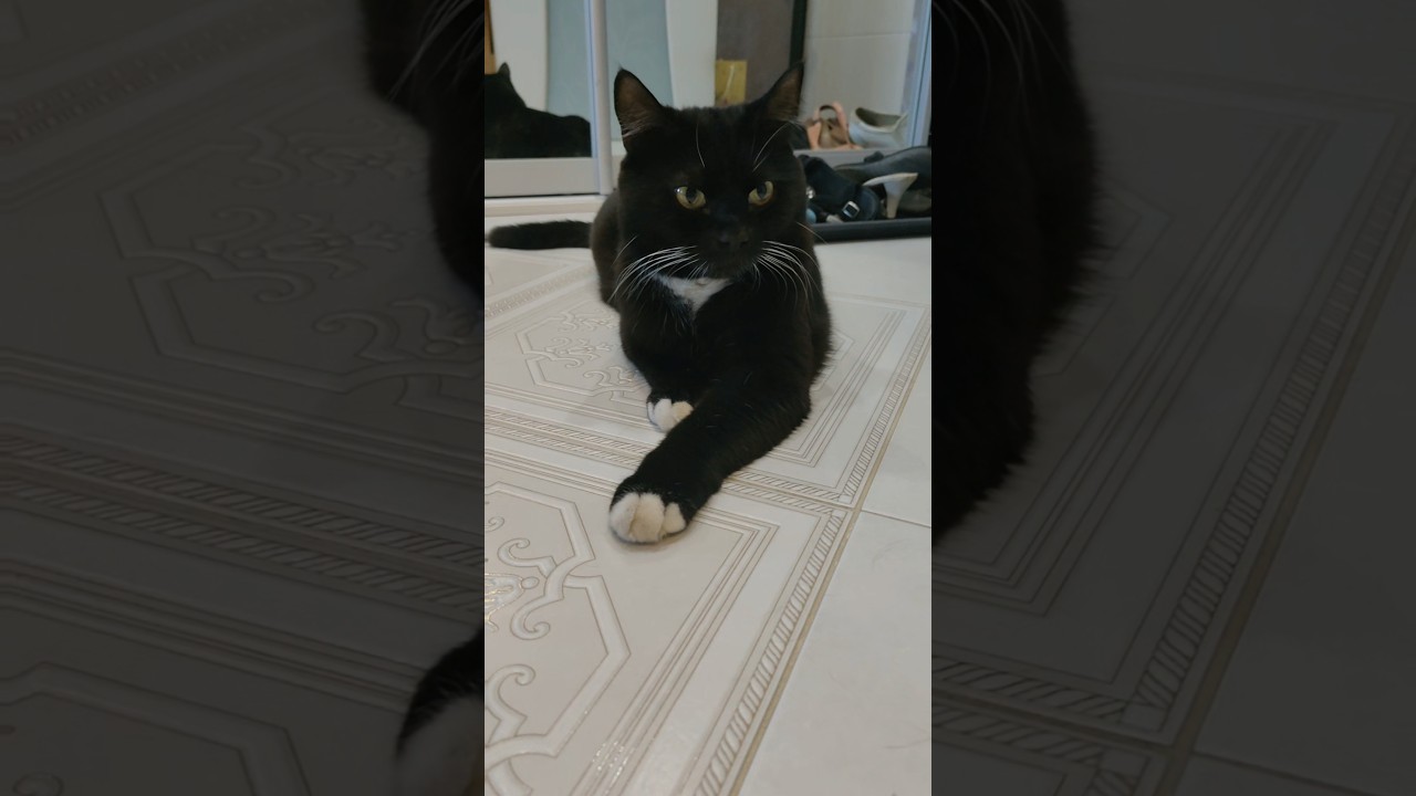 ценитель прекрасного! 😺 #прикольныекоты #cat #кот #funnycats #kitten