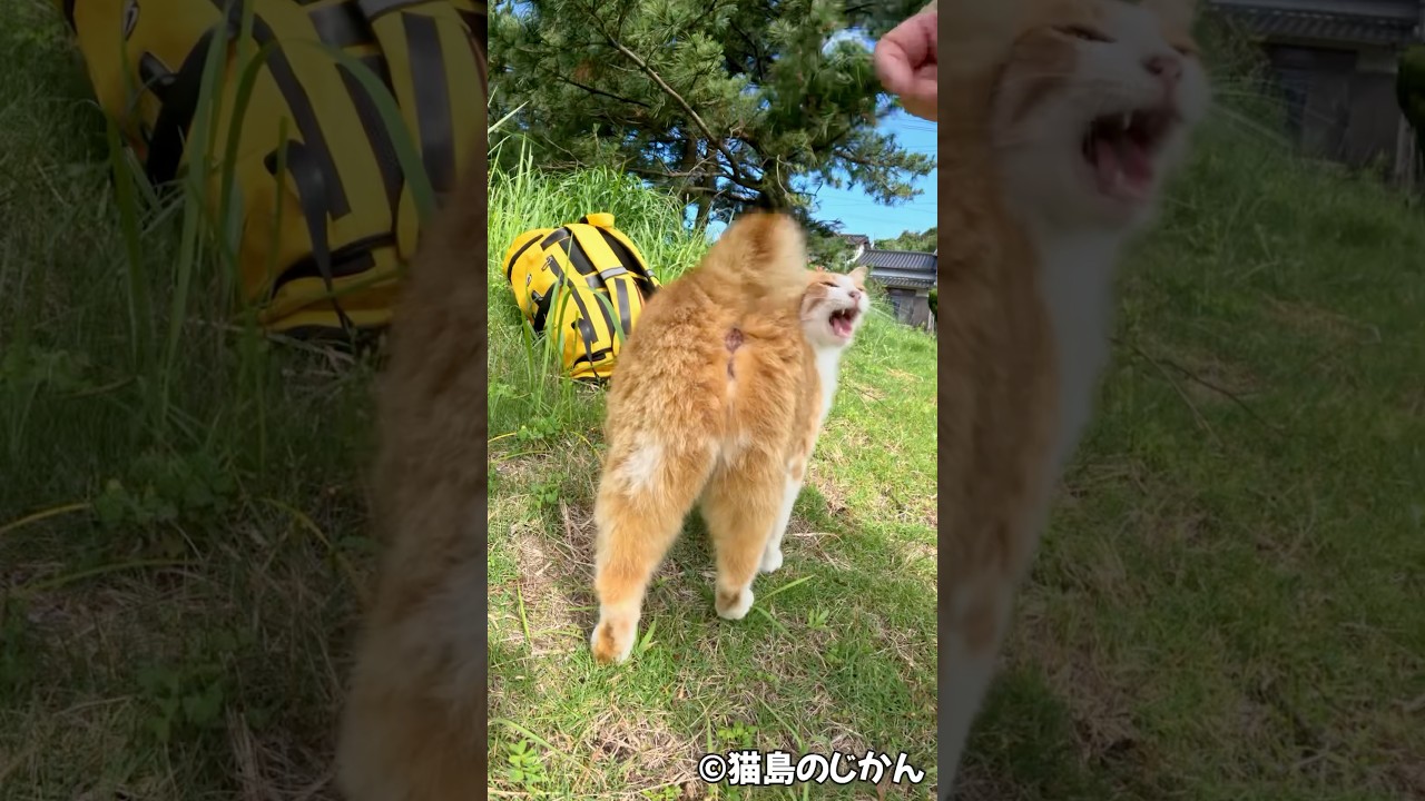 ボブテールを触らないで！！ #shorts #猫 #cat #cats